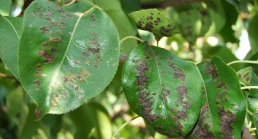 Proč se listy hrušek kroutí a co dělat, ošetření a zpracování